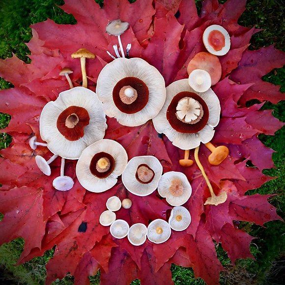 圖片關鍵詞 http://img3.jiemian.com/jiemian/original/20171123/151141489685688200_a580xH.jpg