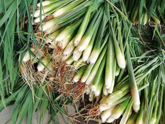 圖片關鍵詞 國家蘑菇地理:中國哪里的蘑菇最好吃?