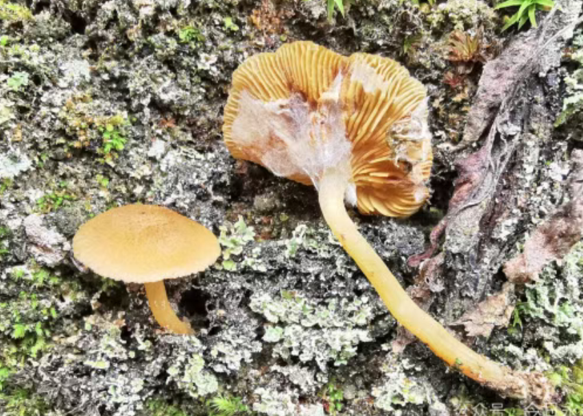 圖片關鍵詞